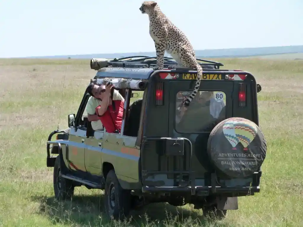 Cheetah on Safari