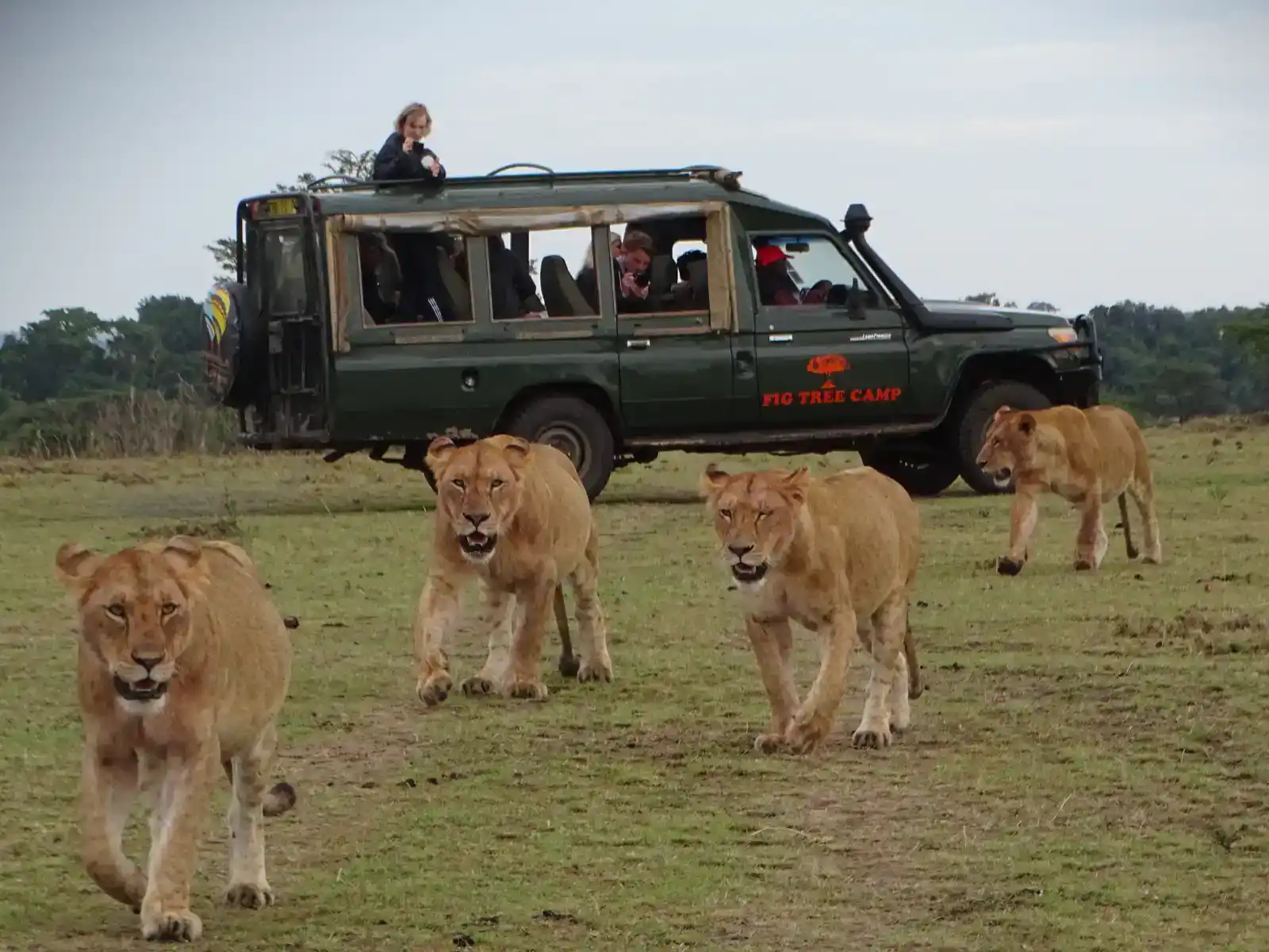 Lions on Safari