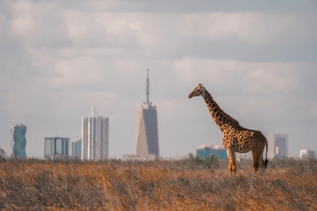 Nairobi Skyline